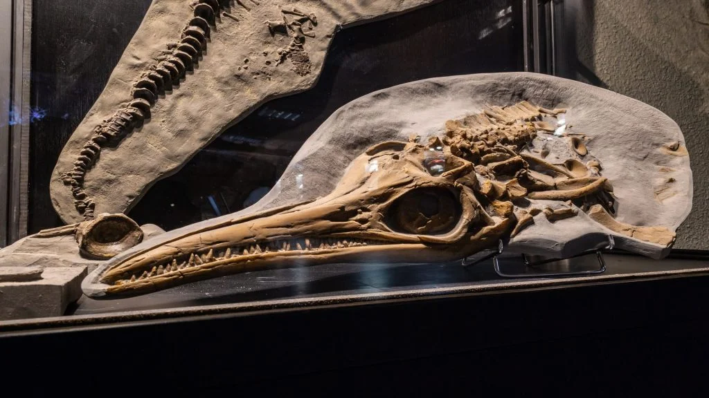 muzeum-jurajskie-kosci-dinozaurow